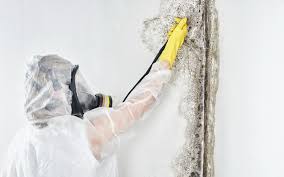 Asbestos and Lead Testing During Mold Inspection in Burlington, NC